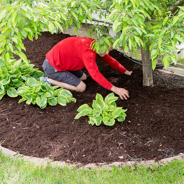 mulch installation helps to conserve soil moisture, regulate soil temperature, and improve overall soil health